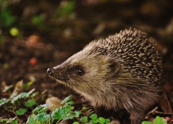 Djurplågeri är vardagsmat i Sverige – var är djurrättsvänstern?