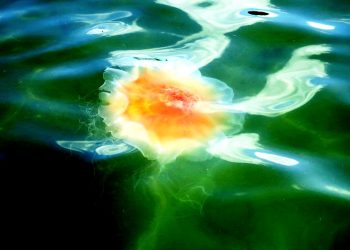 Brännmaneter och barnamunnar