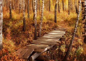 Jalles poetiska ark – del 32: Lokkende toner