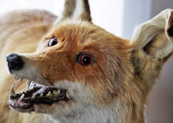 Forskare larmar: något skev könsfördelning hos museumdjur