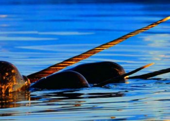 Narvalsbeten – en symbol för folkets försvarsförmåga