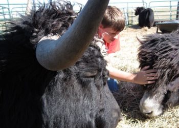 Hur du behandlar djur säger det mesta om den du är