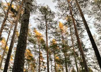 Jalles poetiska ark – del 41: Tegnér diktar om våra heligaste väsen