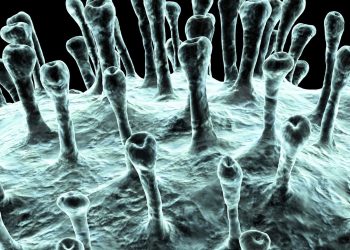 Coronaviruset skördar nya offer i Iran