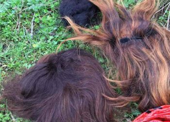 Migranter bär peruker för att försöka lura in sig i Europa