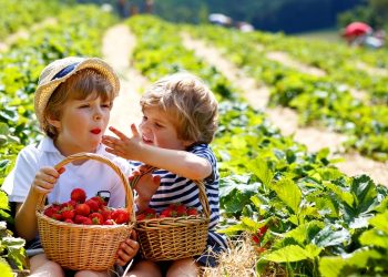 Skörden kan vara hotad i Sverige – fler behövs inom jordbruket