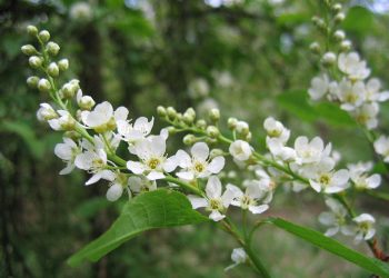 Jalles poetiska ark – del 45: En vårsång på värmländska