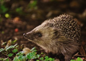 Coronaviruset räddar livet på igelkottar