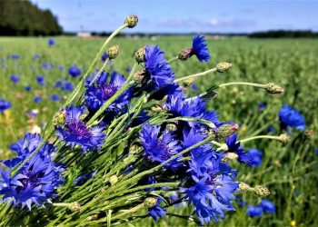 Passningen #231: Säsongsavslutning