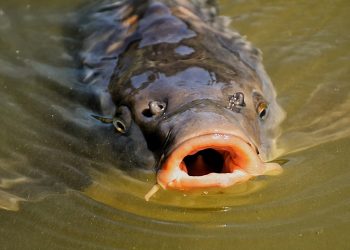 Passningen #232: Äntligen tillbaka!