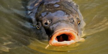 Passningen #232: Äntligen tillbaka!