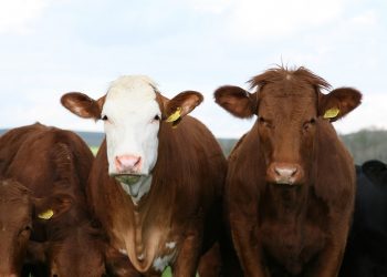 Passningen #237: Dumma kossor