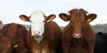 Passningen #237: Dumma kossor