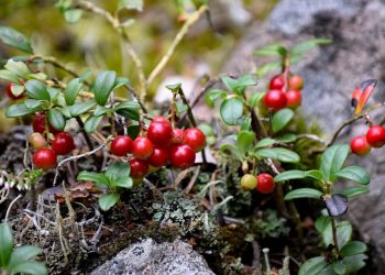 Passningen #240: Samling i Småland