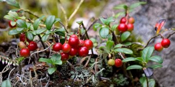 Passningen #240: Samling i Småland