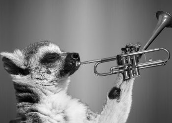 Passningen #244: Gnäll och trumpeter