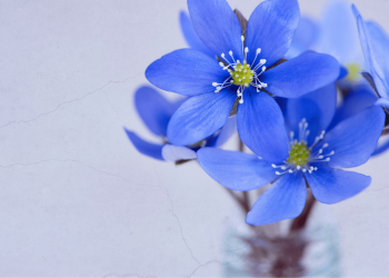 Räddar Sverigedemokraterna landsbygden?