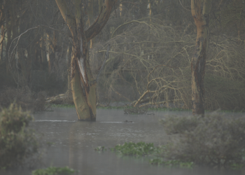 Djupdyk i PK-träsket