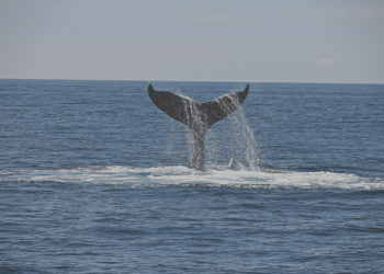 Valfusk, valfläsk och valförnekare